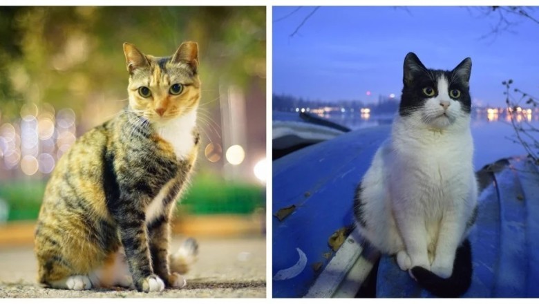 Urban Felines: Cats Conquer City Lights to Embrace Their Wild SpiritUrban Felines: Cats Conquer City Lights to Embrace Their Wild Spirit