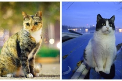 Urban Felines: Cats Conquer City Lights to Embrace Their Wild SpiritUrban Felines: Cats Conquer City Lights to Embrace Their Wild Spirit