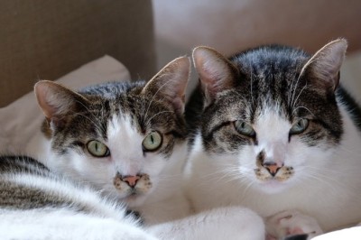 Cat-astrophic Comedy: Hilarious Cat Duo Embarks on a Hilarious Misadventure!