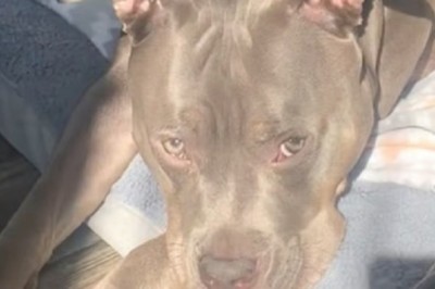 A Loneliness that Moved Heaven and Earth: Dog's Message Leads to Remarkable Rescue (Video)
