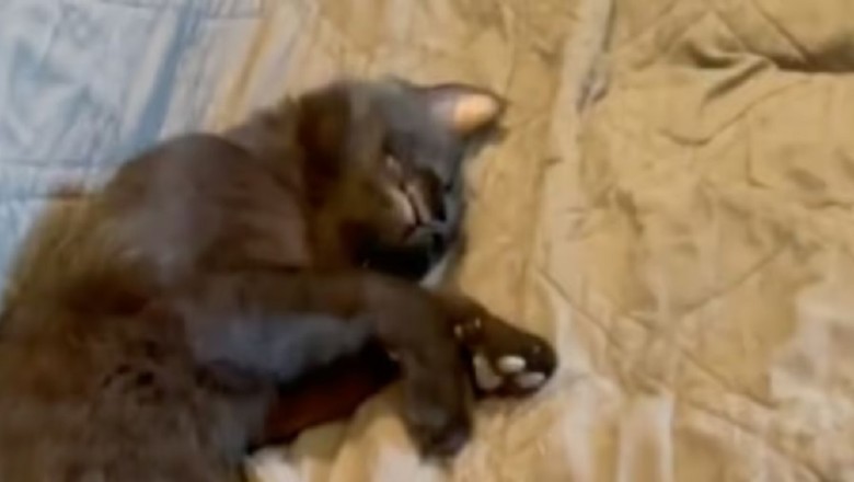 A Mysterious Cat Takes Over a Family's Home: Their Reaction Will Melt Your Heart!