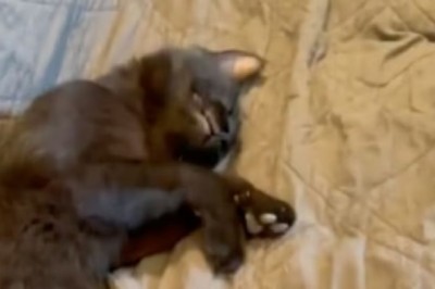 A Mysterious Cat Takes Over a Family's Home: Their Reaction Will Melt Your Heart!