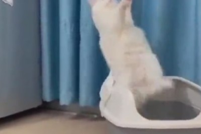 Gravity-Defying Cat Fails: Watch in Amazement as This Bouncy Feline Takes Hilarious Tumbles!