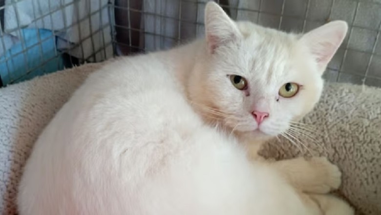 Heartbreaking Tale of Abandoned White Cat Struggling in Shelter: Help Berlingot Find His Forever Home!