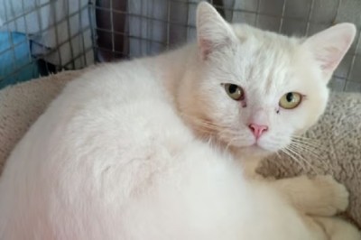 Heartbreaking Tale of Abandoned White Cat Struggling in Shelter: Help Berlingot Find His Forever Home!