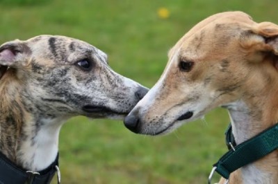 From Tortured to Treasured: The Resilience of Galgos on World Galgo Day