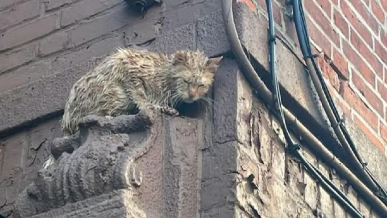 Heartwarming Rescue: Ginger Cat's Miraculous Escape from Rooftop Peril