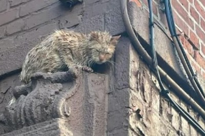 Heartwarming Rescue: Ginger Cat's Miraculous Escape from Rooftop Peril