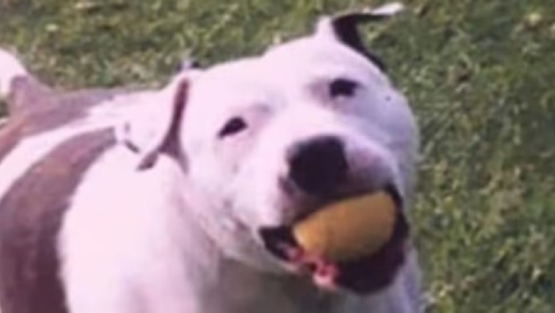 Heartwarming Sign from Beyond: Beloved Dog Sends Unexpected Gift to Grieving Owner