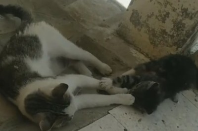 Hilarious Cat Comedy Duo: Watch Two Cats Engage in Epic Shenanigans!