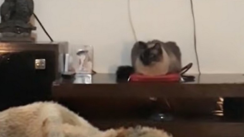 Hilarious Cat Turns Off Owner's Alarm - Internet Can't Stop Laughing!