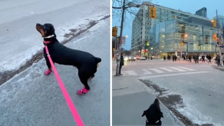 Hilarious Rottweiler's Confusion Over Moon Sparks Delight Online!