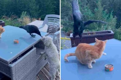 Hilarious Showdown: Greedy Cat Slaps Crow for Stealing Food Meant for Dog!