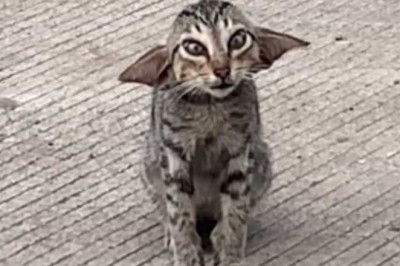 Meet Meowda: The Cat with a Face Like Yoda that Conquered the Internet and Found a Loving Home!