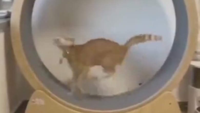 The Hilarious World of Cat-ercise: Watch this Adorable Fluffy Friend Take on Zany Workout Moves!