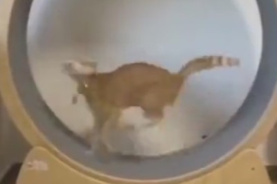 The Hilarious World of Cat-ercise: Watch this Adorable Fluffy Friend Take on Zany Workout Moves!