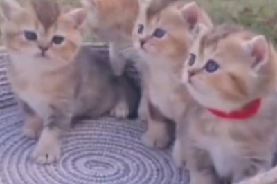 Adorable Kittens Bring the Cuteness Overload: Prepare for a Cuteness Explosion!