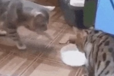 Cat Drinking Contest: Hilarious Battle for the Water Bowl!