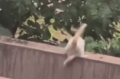 Gravity-Defying Cat Takes an Unexpected Plunge - Hilarious!
