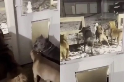 Hilarious Dogs Meet 'Ice Monster'