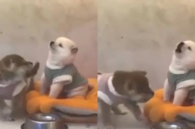 Hilarious Puppy Showdown: The Funniest Debate That'll Leave You in Stitches!