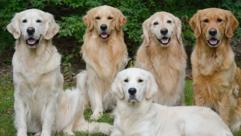 Introducing the Golden Retriever: A Loveable Dog with a Surprising Hidden Flaw