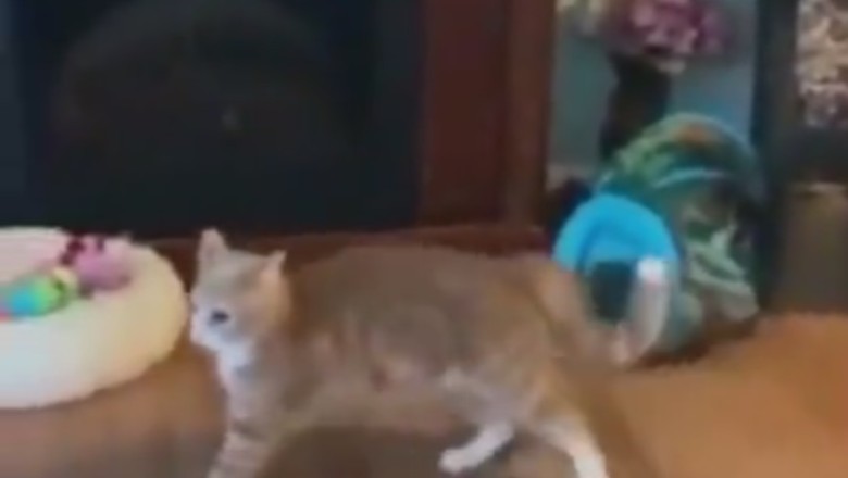 Pawsome Skateboarding Cat Shreds His Room: Feline Tony Hawk in the Making!