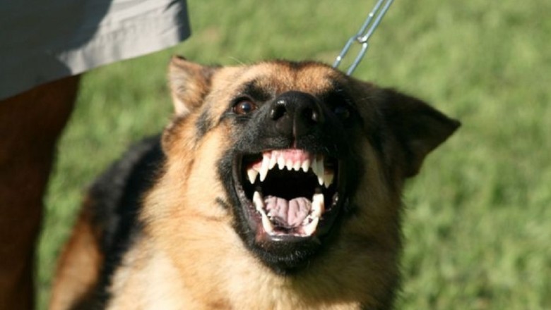 The Most Aggressive Dog Breeds and the Importance of Responsible Ownership