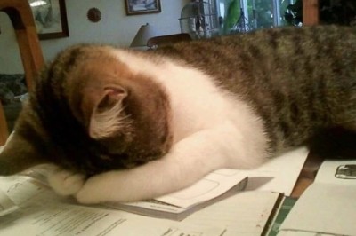 Unleash the Silent Meows: The Surprising Secrets to Communicating with Cats!