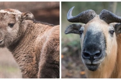 Discover the Majestic Takin: The Golden Fleece of the Himalayas!