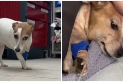 Heartbreaking Case of Animal Abuse in Moscow: Men Break into Apartment, Brutally Beat and Abandon Dog