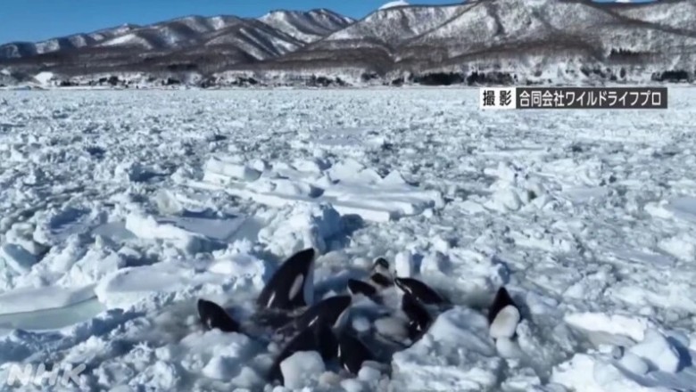 Trapped Killer Whales: A Race Against Time