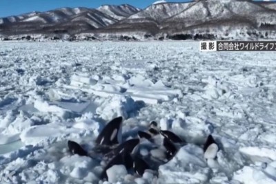 Trapped Killer Whales: A Race Against Time