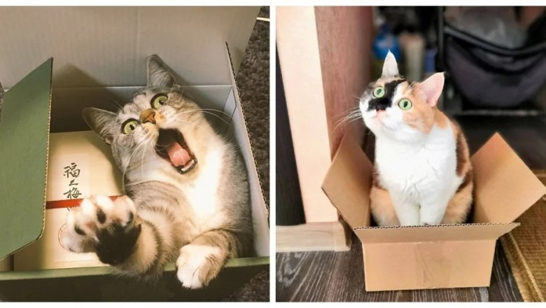Unraveling the Curious Phenomenon: Cats' Fascination with Containers
