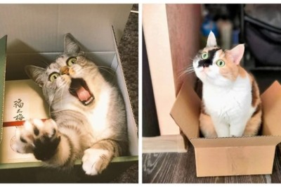 Unraveling the Curious Phenomenon: Cats' Fascination with Containers