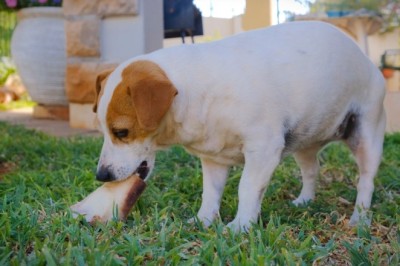 Bone Appétit! Hilarious Video Captures a Dog's Relentless Mission to Devour the Ultimate Treat!