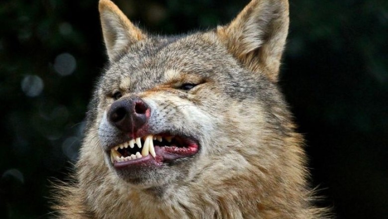 Exploring the Enigma: Why Don't Animals Have Toothache?