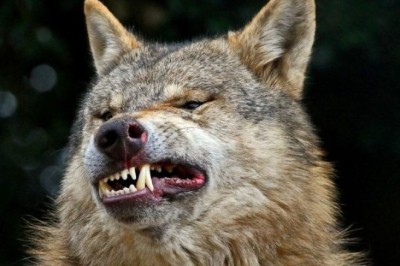 Exploring the Enigma: Why Don't Animals Have Toothache?