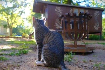 Hilarious Video Captures Sneaky Cat's Unforgettable Encounter with a House - You won't Stop Laughing!