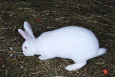 Hilarious Video Shows Mischievous Rabbits Hilariously Devouring Carrots – You Won't Believe Their Appetite!