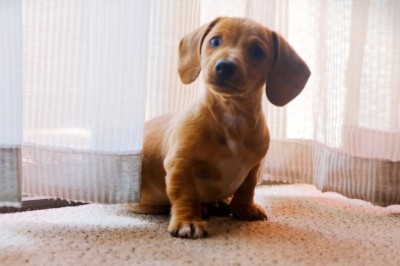 Hilariously Tiny Paws: Watch This Small Dog Rule the House and Capture Hearts Everywhere!