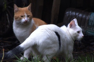 Lights Out Laughs: Watch Hilarious Chaos Unfold as a Mischievous Cat Discovers the Dark Side!