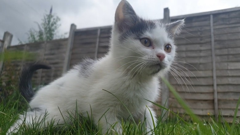 Purrfectly Hilarious! Watch This Adorable Small Cat Bring Big Laughs in the Most Unexpected Ways!