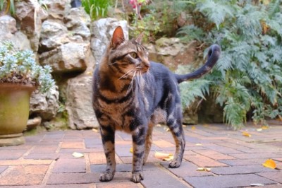 Purrrfection Unleashed: Witness the Hilariously Zen Antics of a Mind-Blowingly Calm Cat!