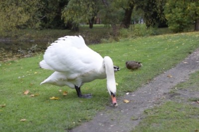 Quack-Tastic Duo: Unlikely Besties, This Hilarious Duck and Goose Combo Will Melt Your Heart!