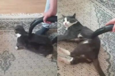 This Cat LOVES Being Vacuumed! Watch the Unbelievable Bond in Action!