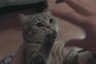 Unbelievable Agility: Watch This Hilariously Nimble Cat Defy the Laws of Physics!