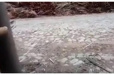 Unbelievable: Man Becomes the Hero Dogs Need, Communicating in Their Own Language!