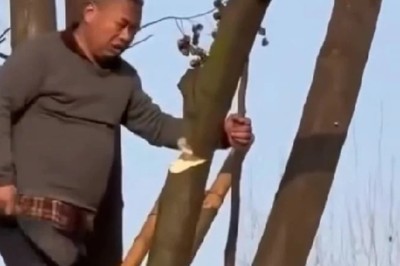 When Things Went a Little Wrong: The Tale of the Tree Climber