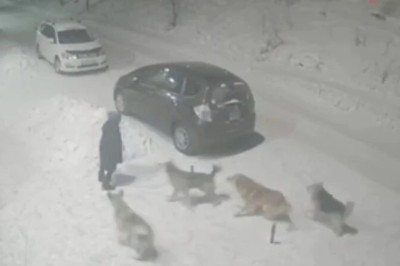 Heart-Stopping Moment: Heroic Stranger Rescues Little Girl from Vicious Stray Dog Attack in Ust-Kut!